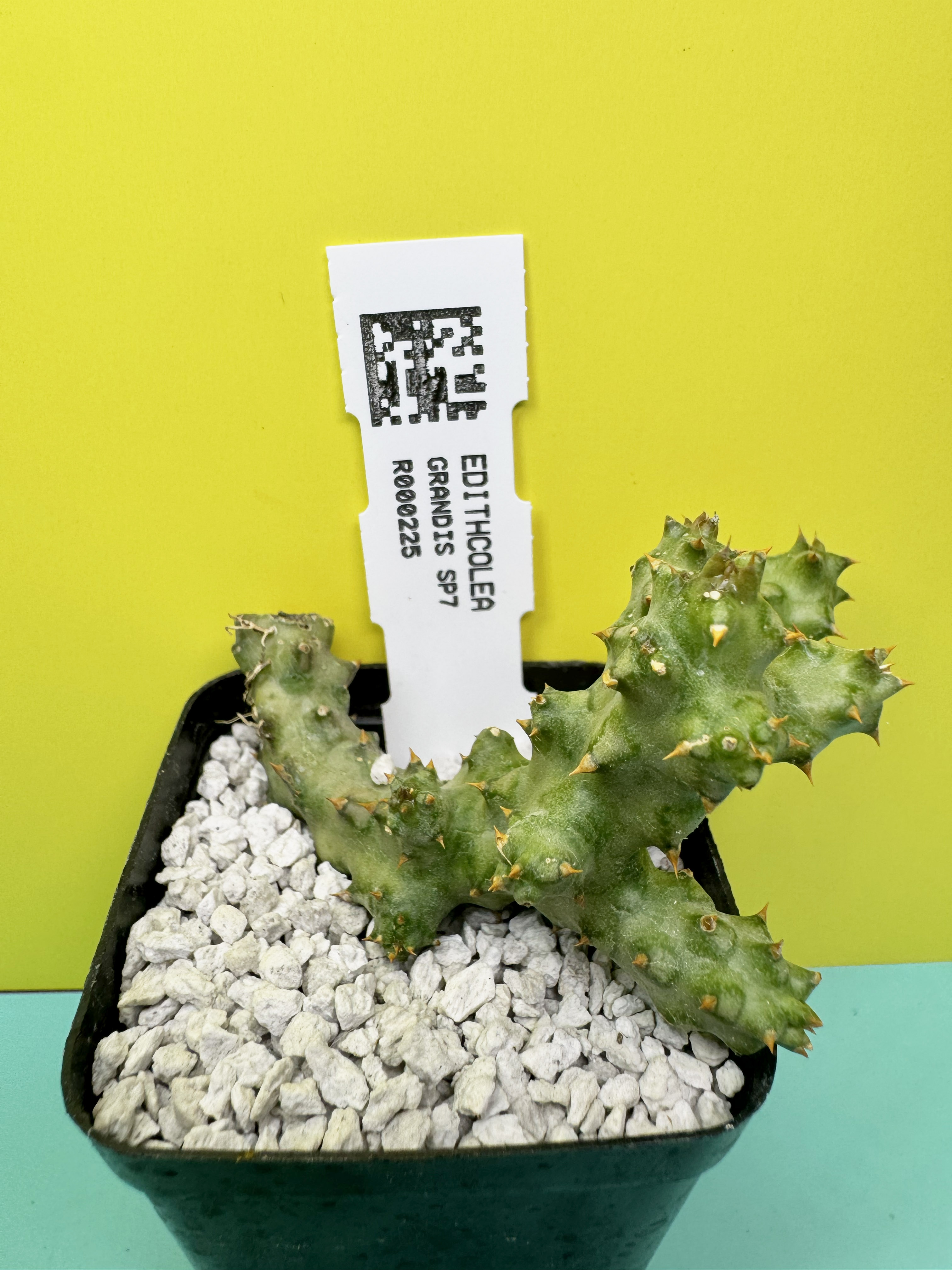 Edithcolea grandis Sangria SP7
