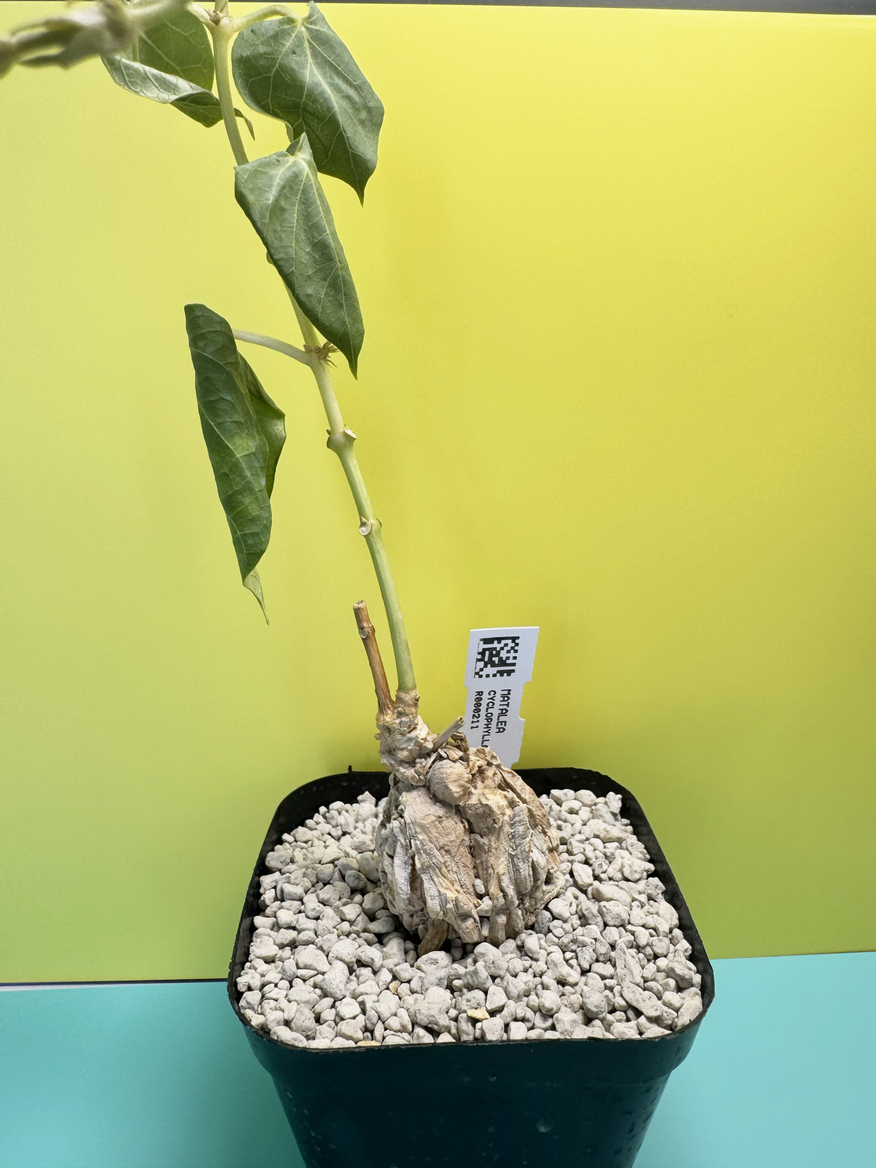 Matalea cyclophylla