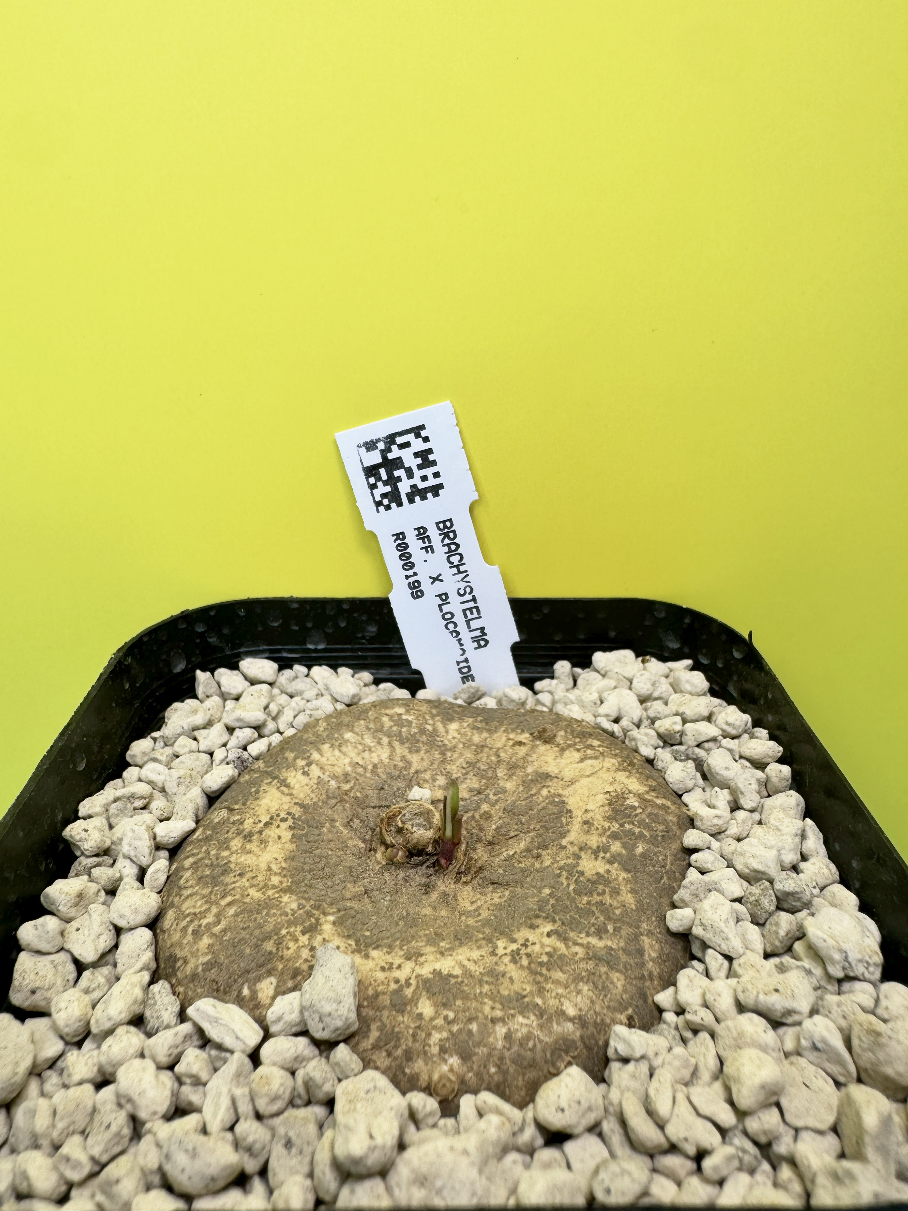 Brachystelma aff.  plocamoides, 6 cm