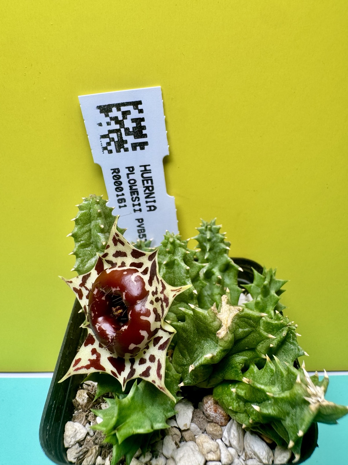 Huernia plowesii PVB5731