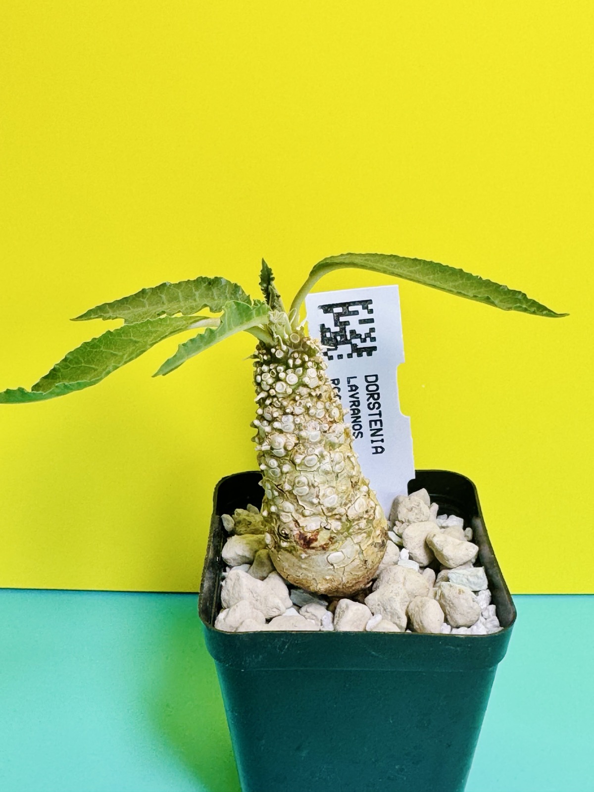 Dorstenia spec. Lavranos 23877