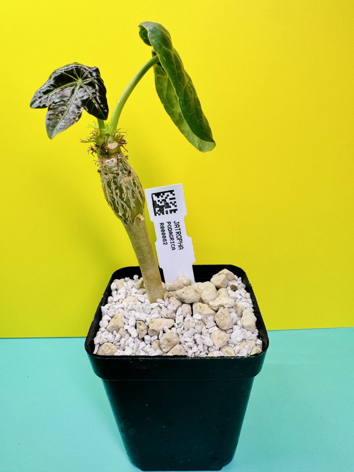 Jatropha podagrica