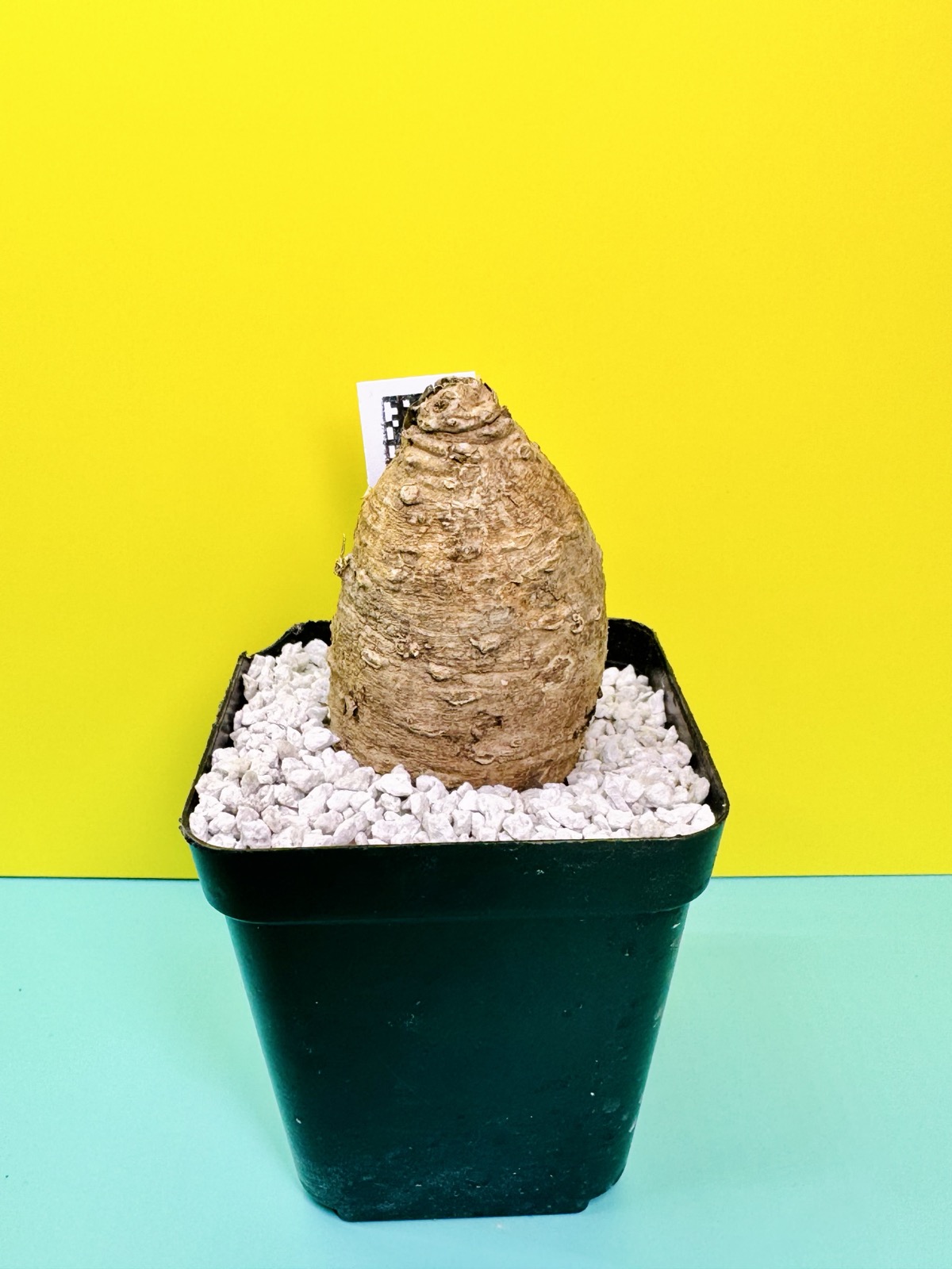 Stathmostelma gigantiflorum