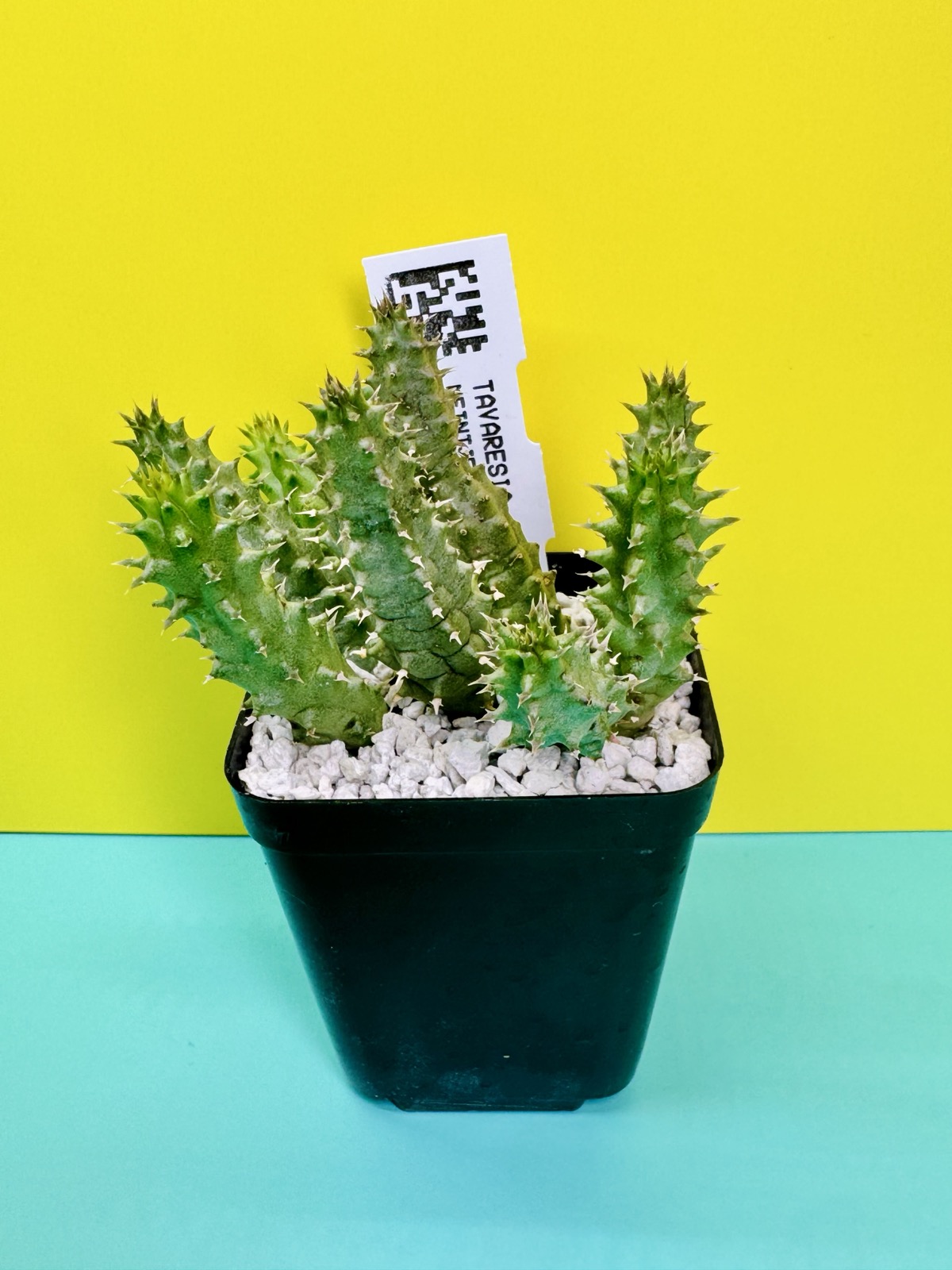Tavaresia meintjesii