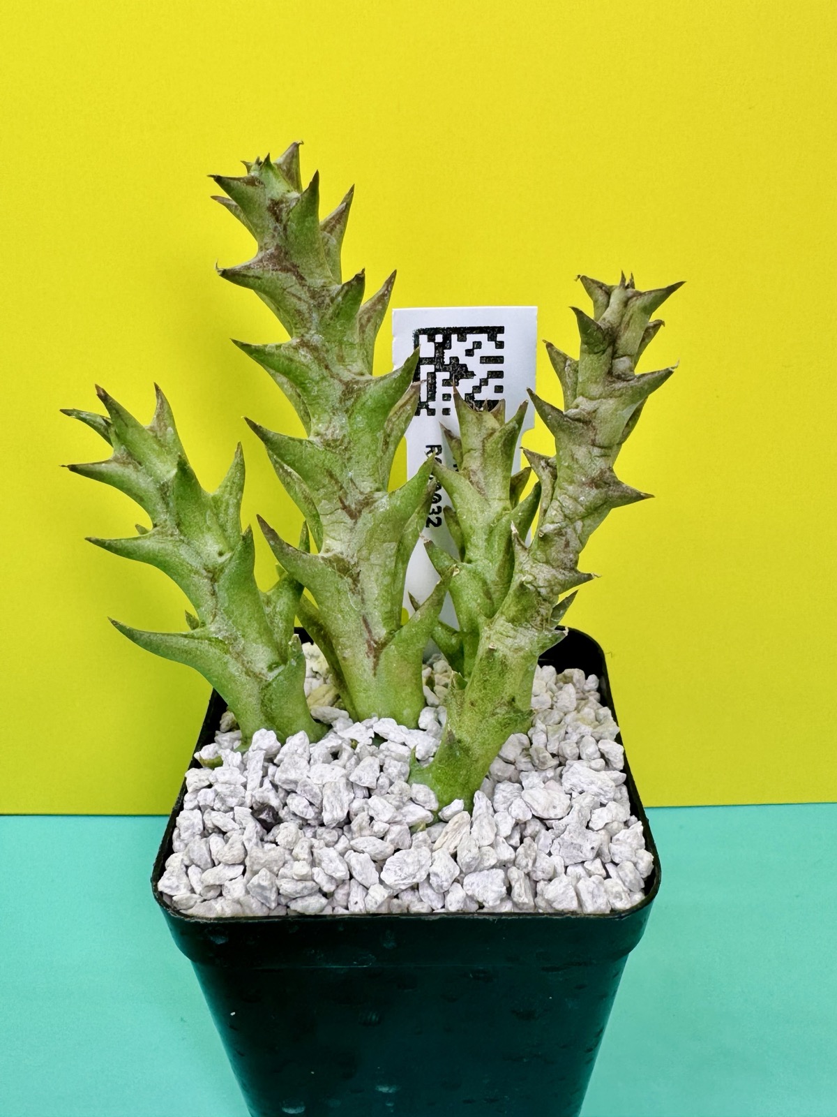 Orbea maculata