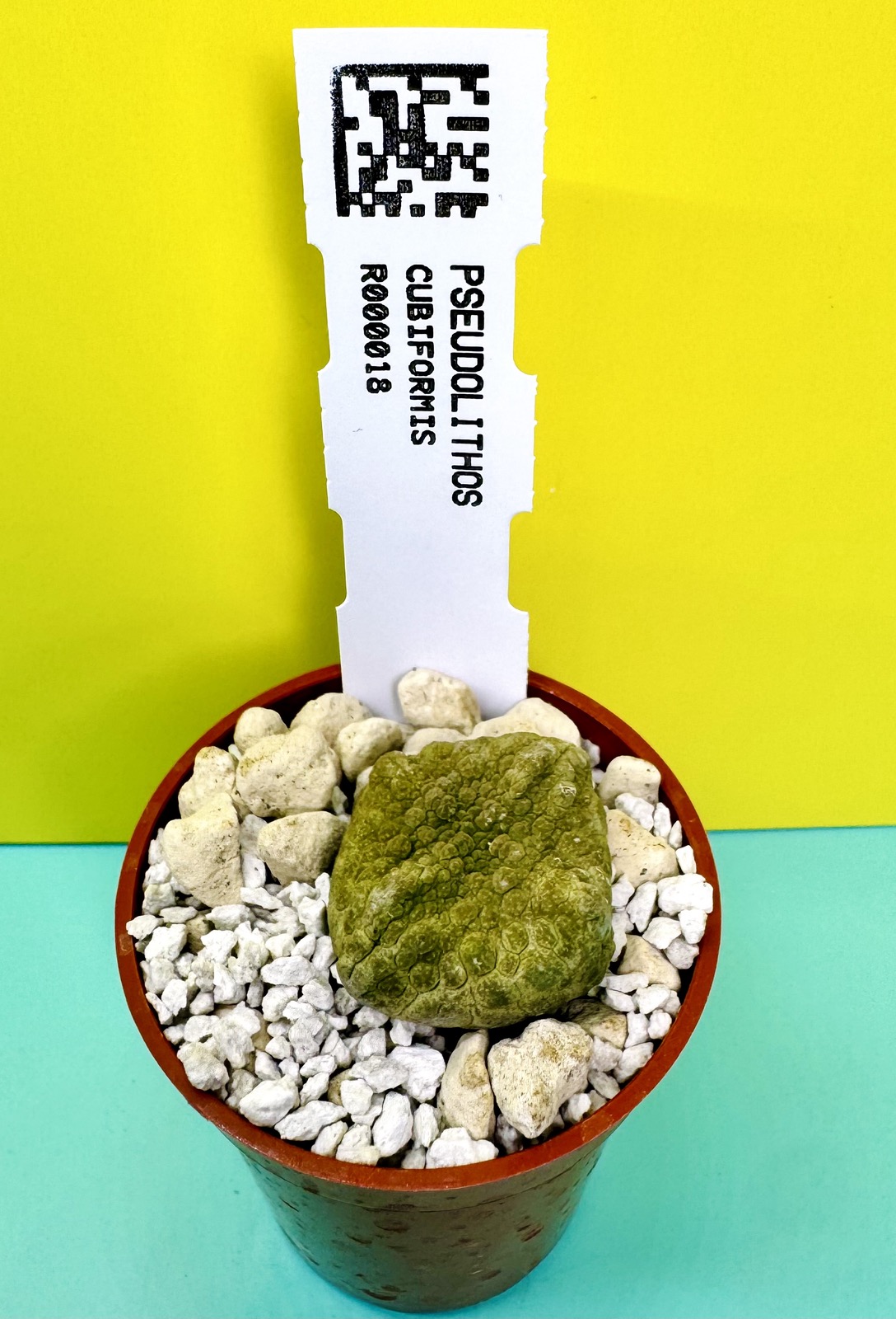 Pseudolithos cubiformis