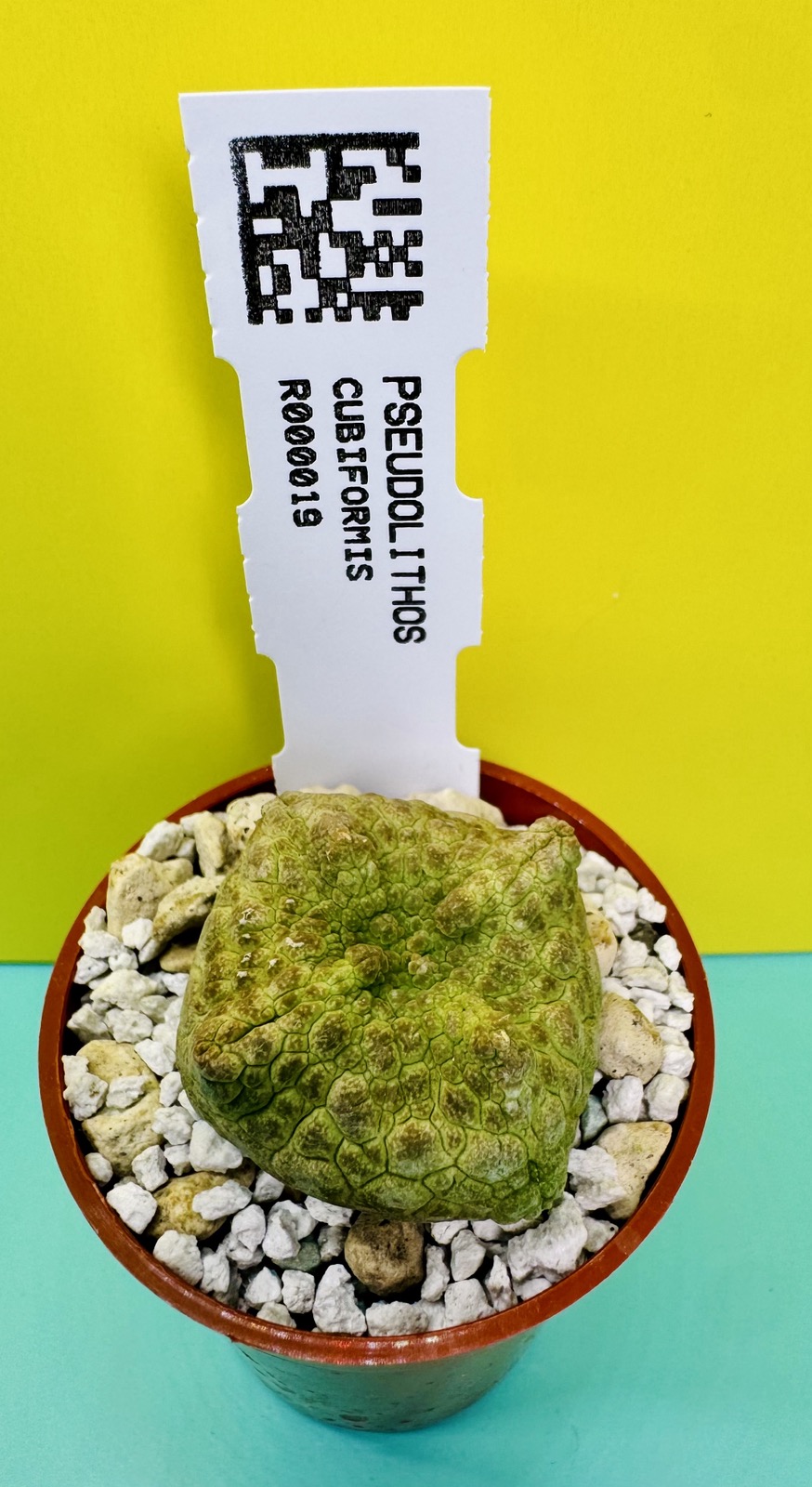 Pseudolithos cubiformis