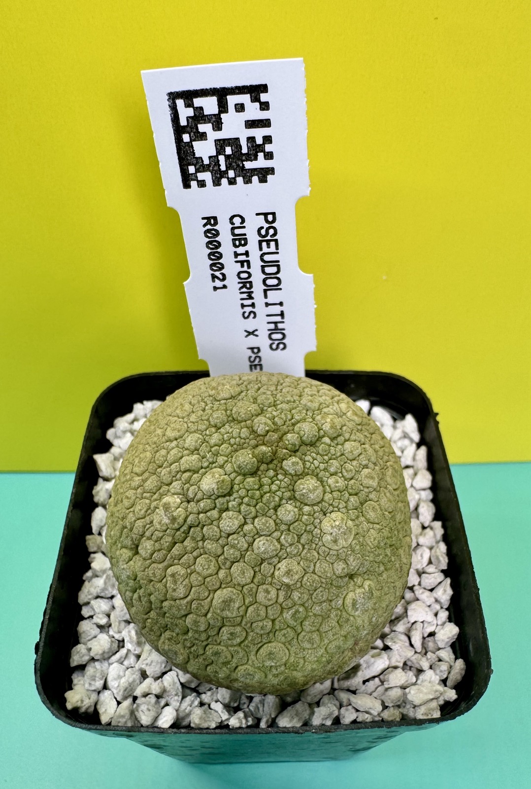 Pseudolithos cubiformis x P. migiurtinus