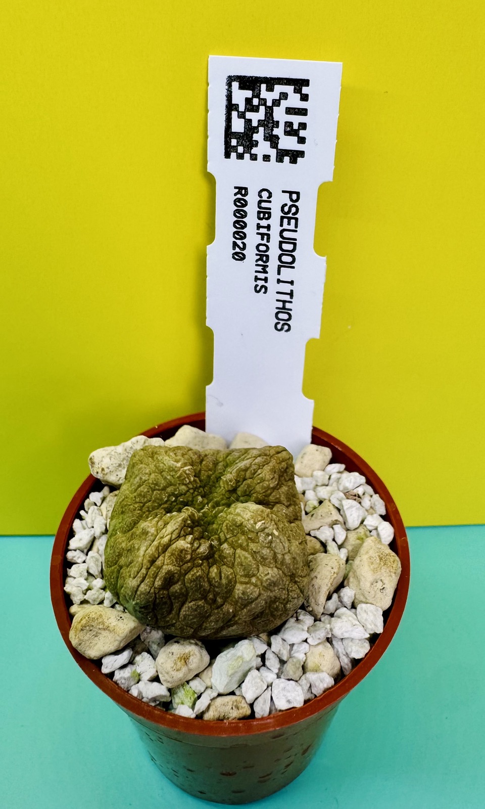 Pseudolithos cubiformis