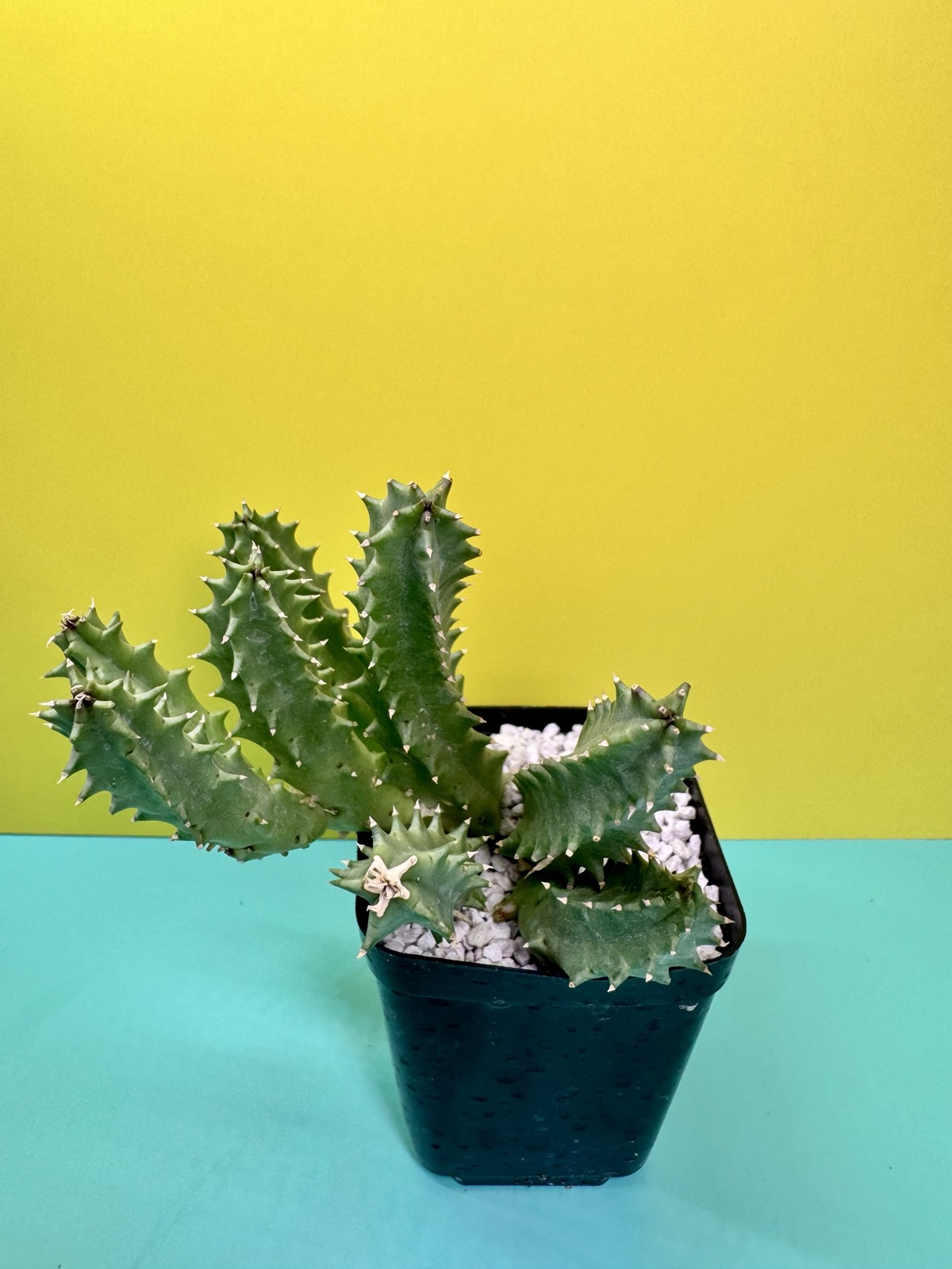 Huernia BDSMH24 WN hybrid