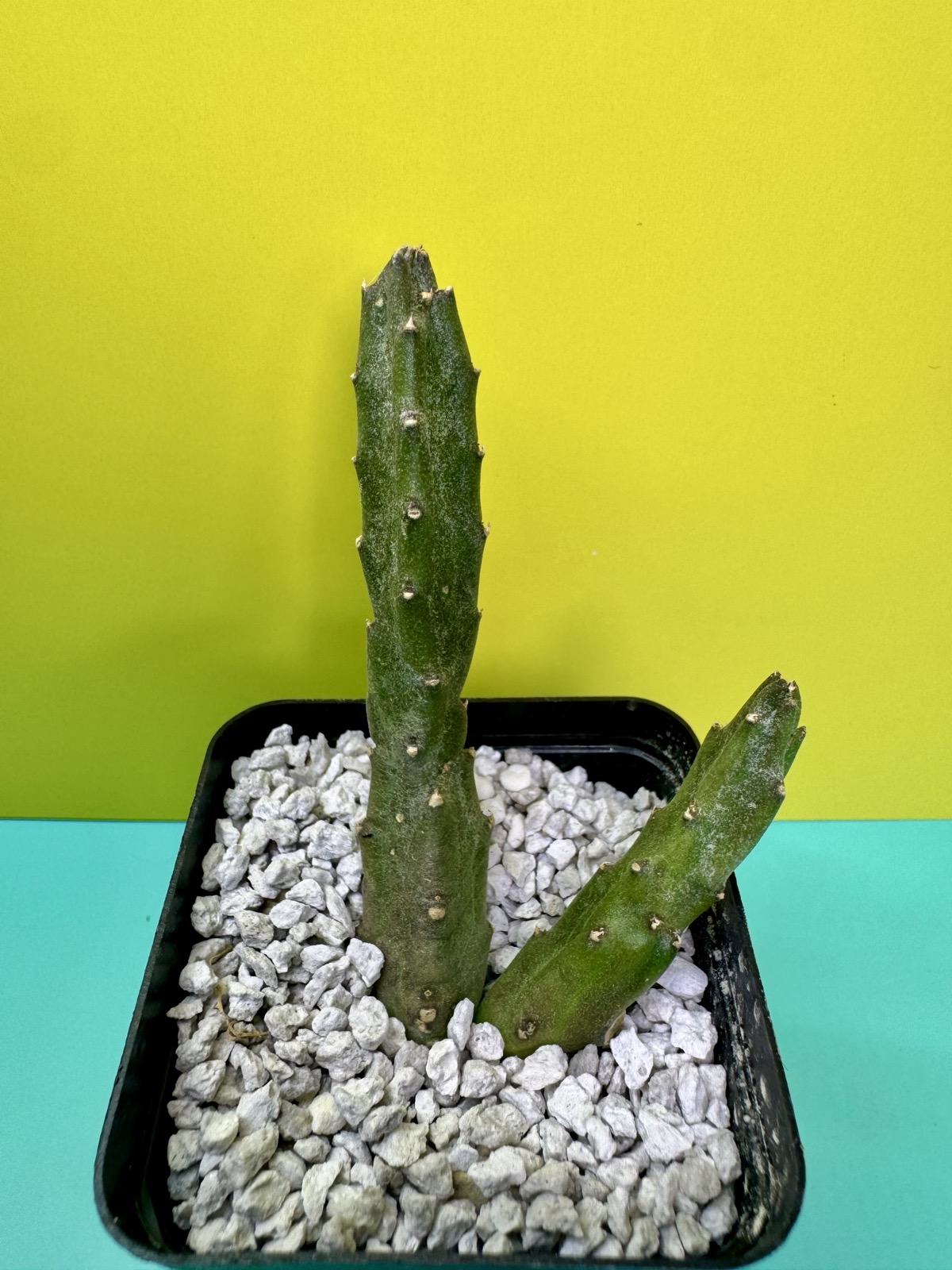 Stapelia flavopurpurea