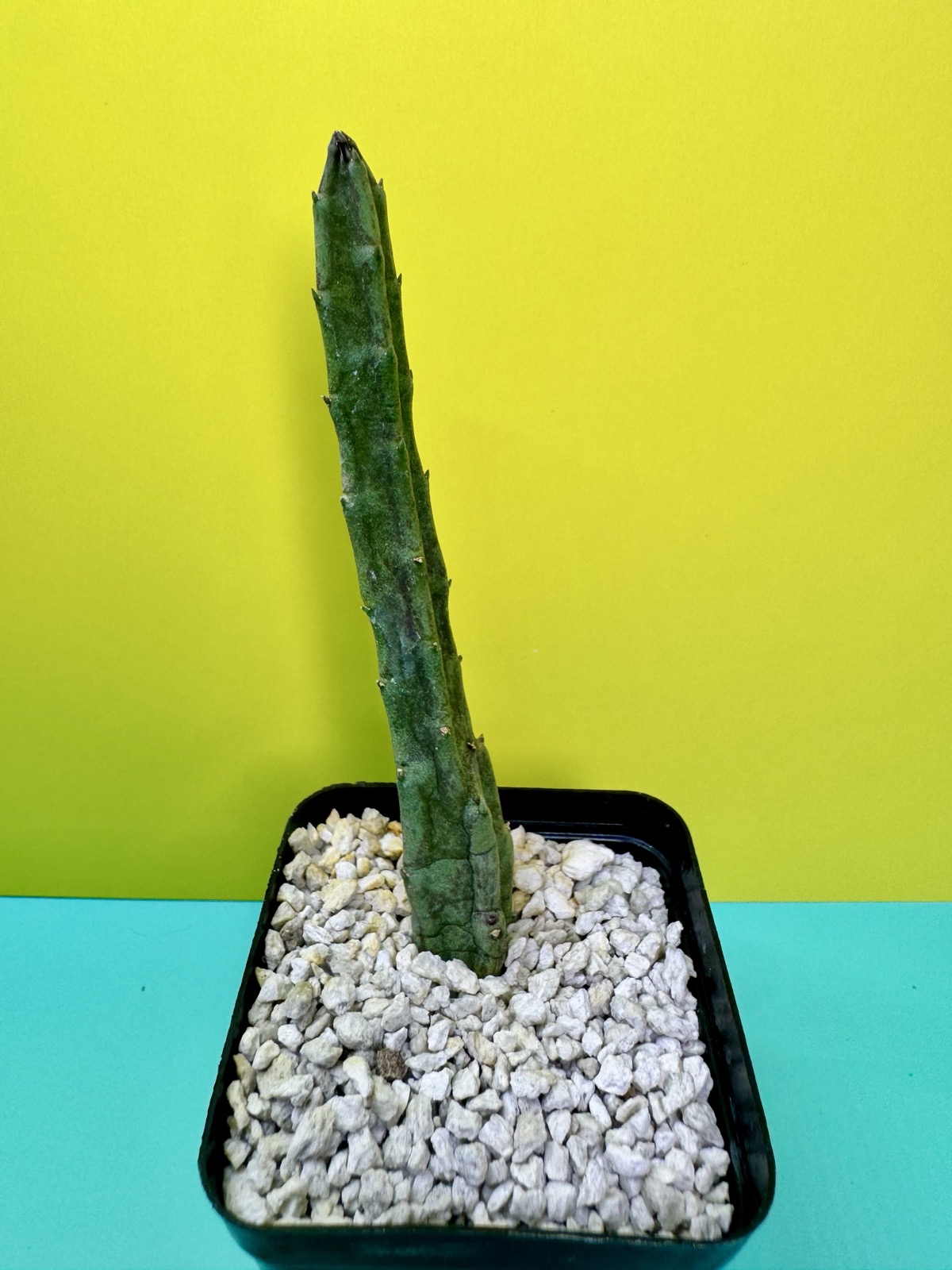 Stapelia schinzii x Flavopurpurea hybrid