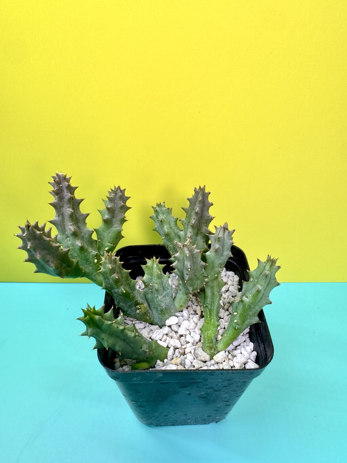 Huernia hystrix