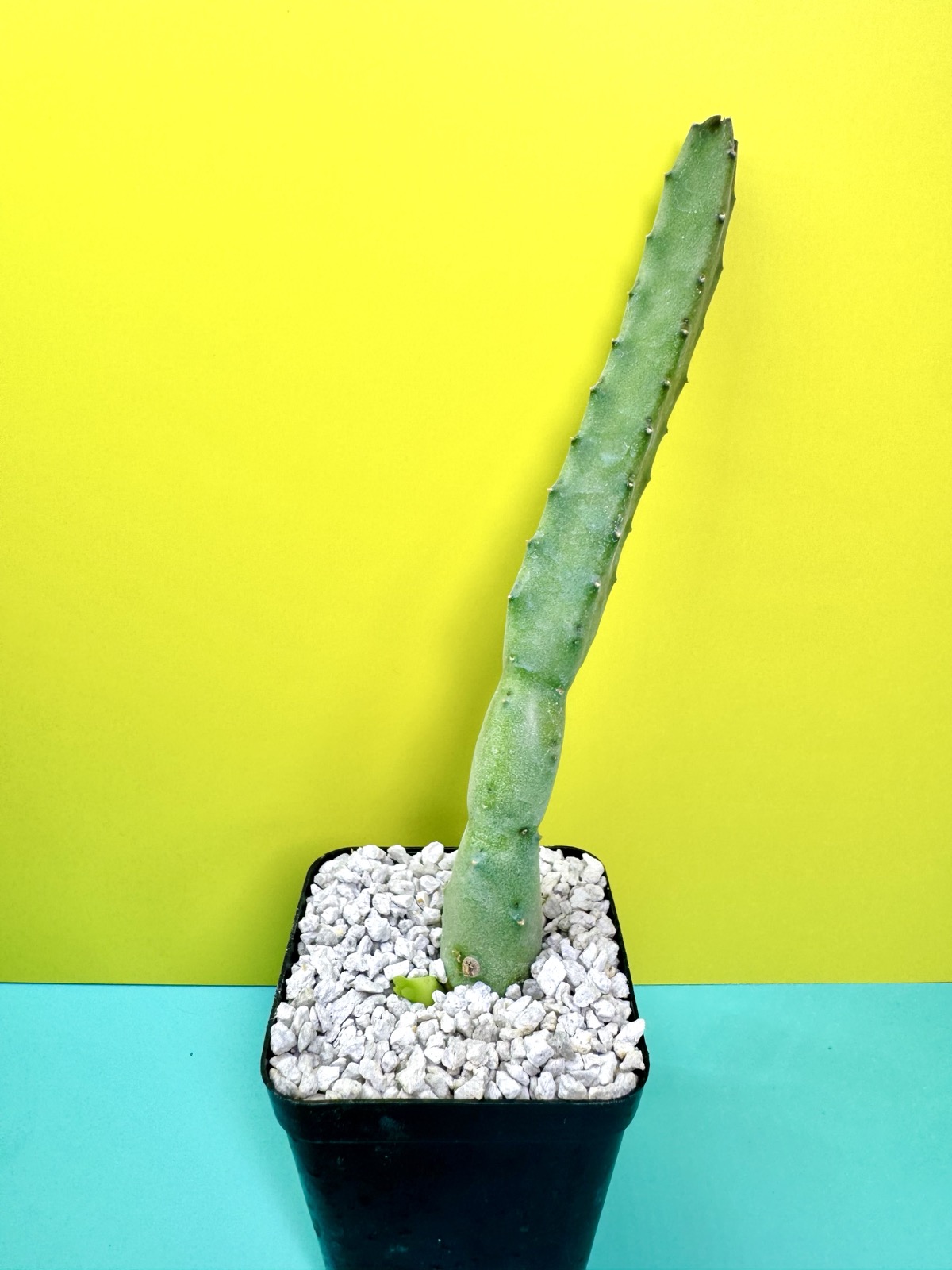 Tromotriche engleriana (Schltr.)