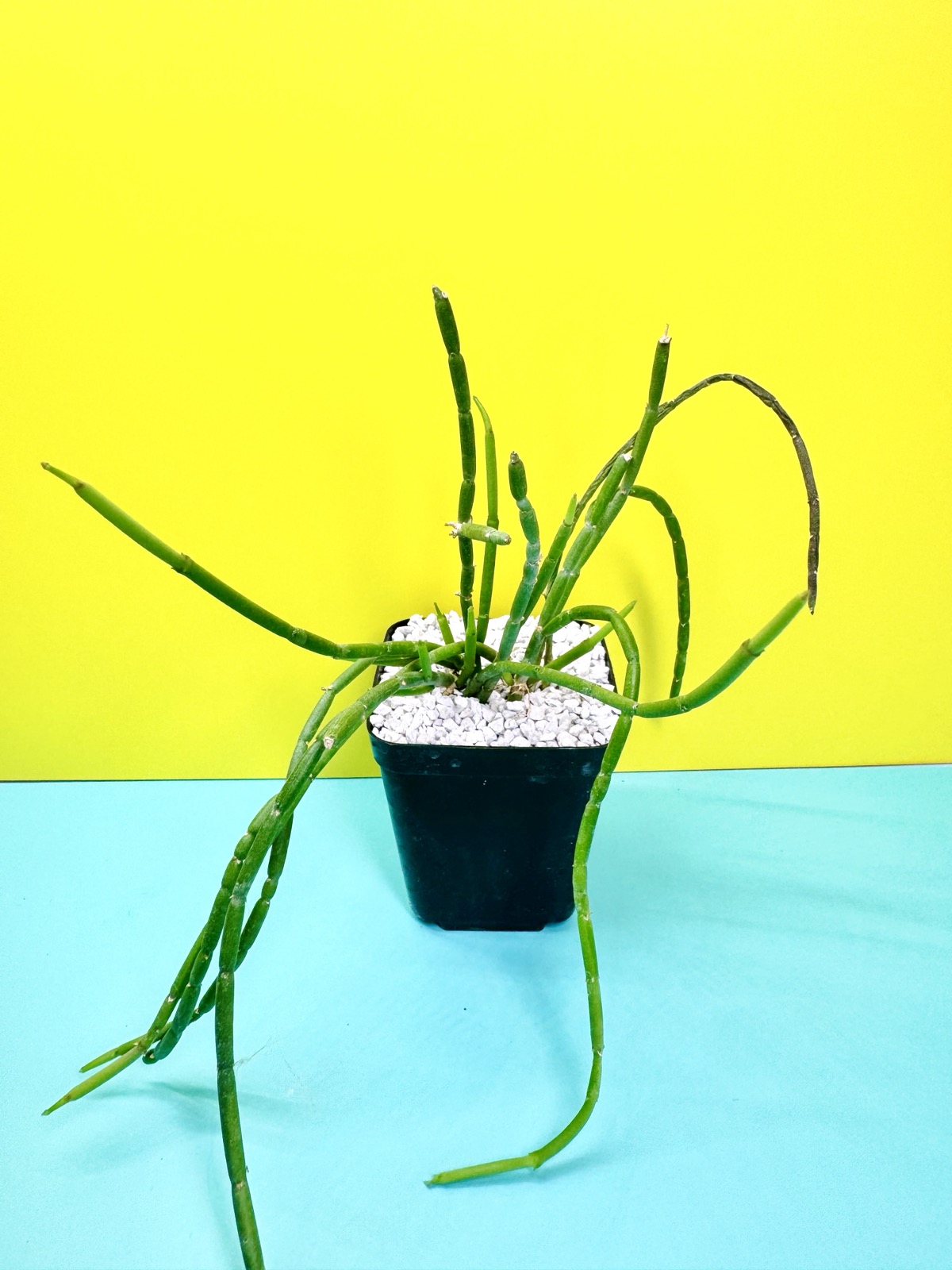 Cynanchum vanlessenii
