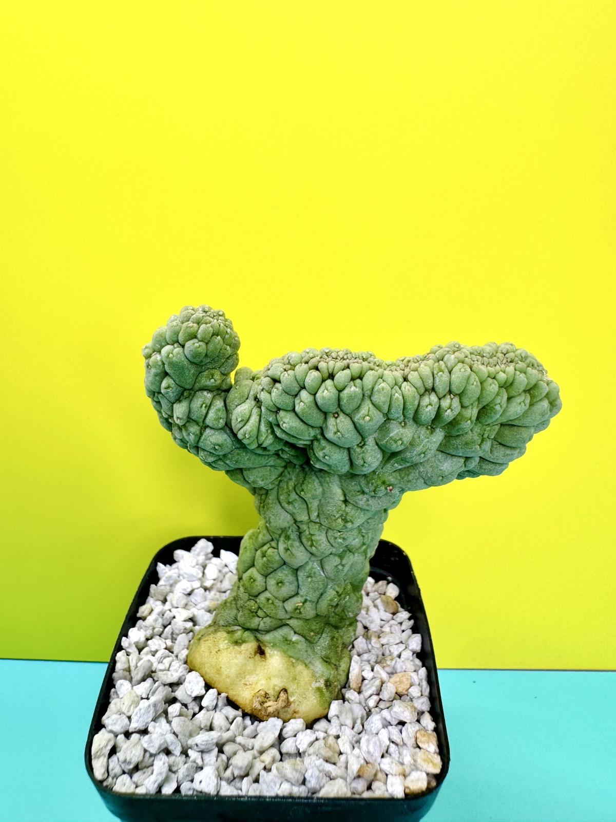 Larryleachia perlata cristata