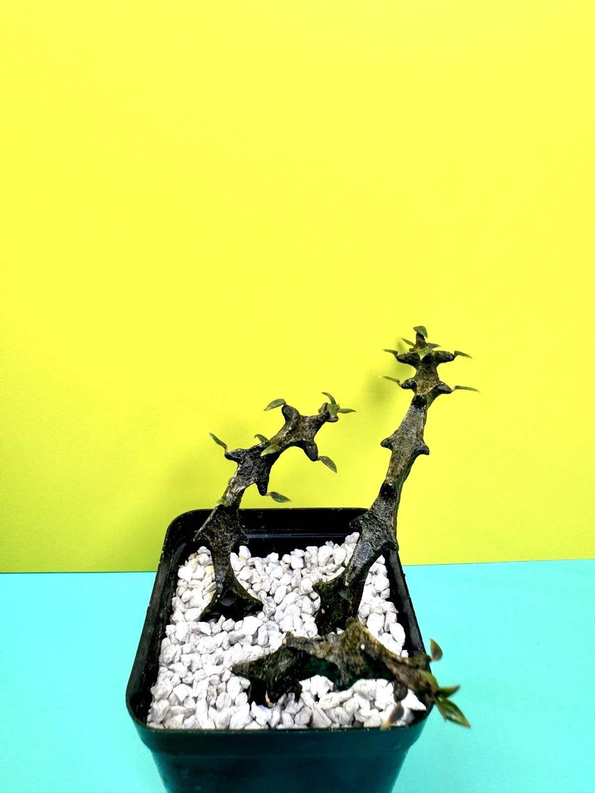 Ceropegia bosseri