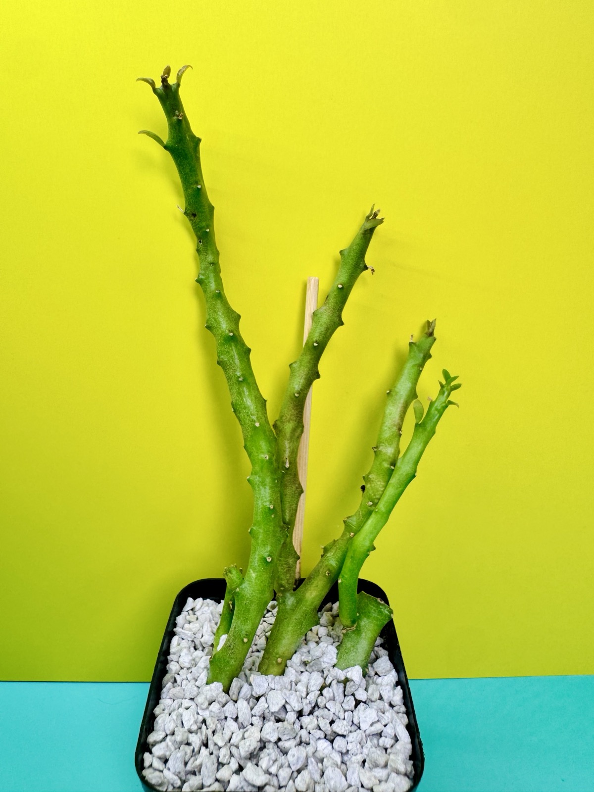Boucerosia frerei hybrid