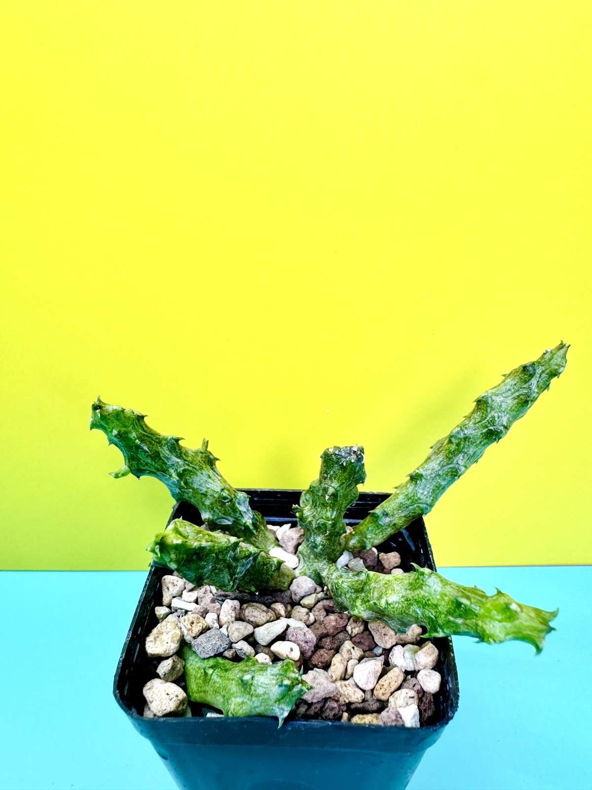 Stapelianthus hardyi