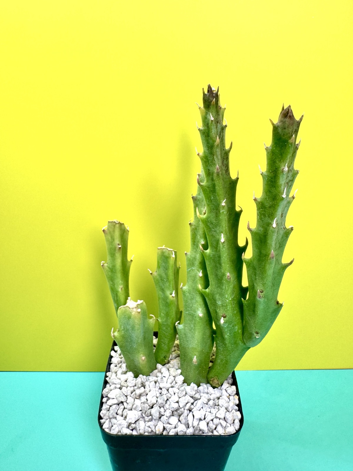 Stapelia hirsuta x Orbea caudata