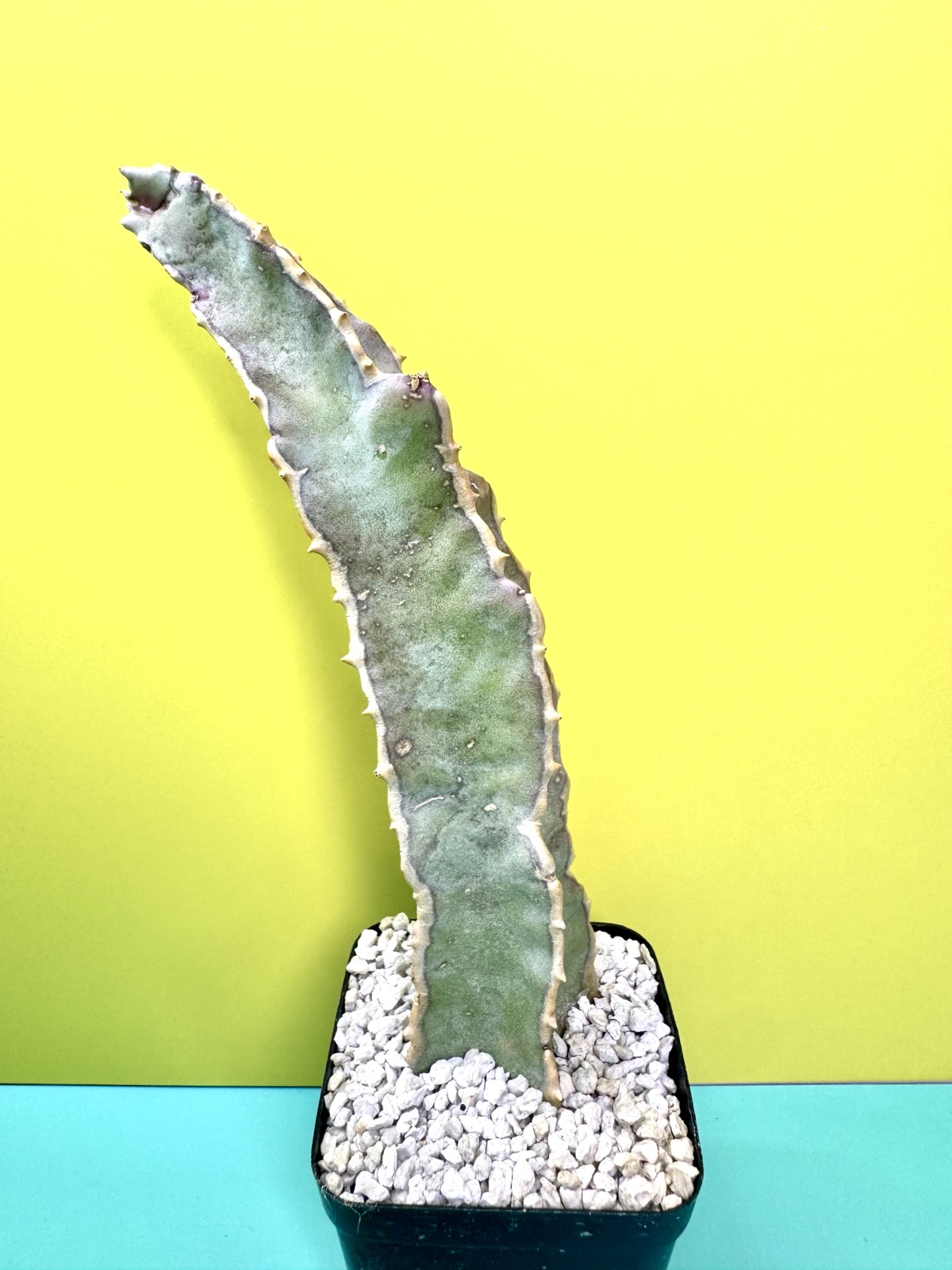 Caralluma speciosa