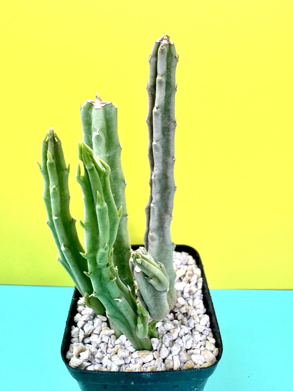 Stapelia kwebensis