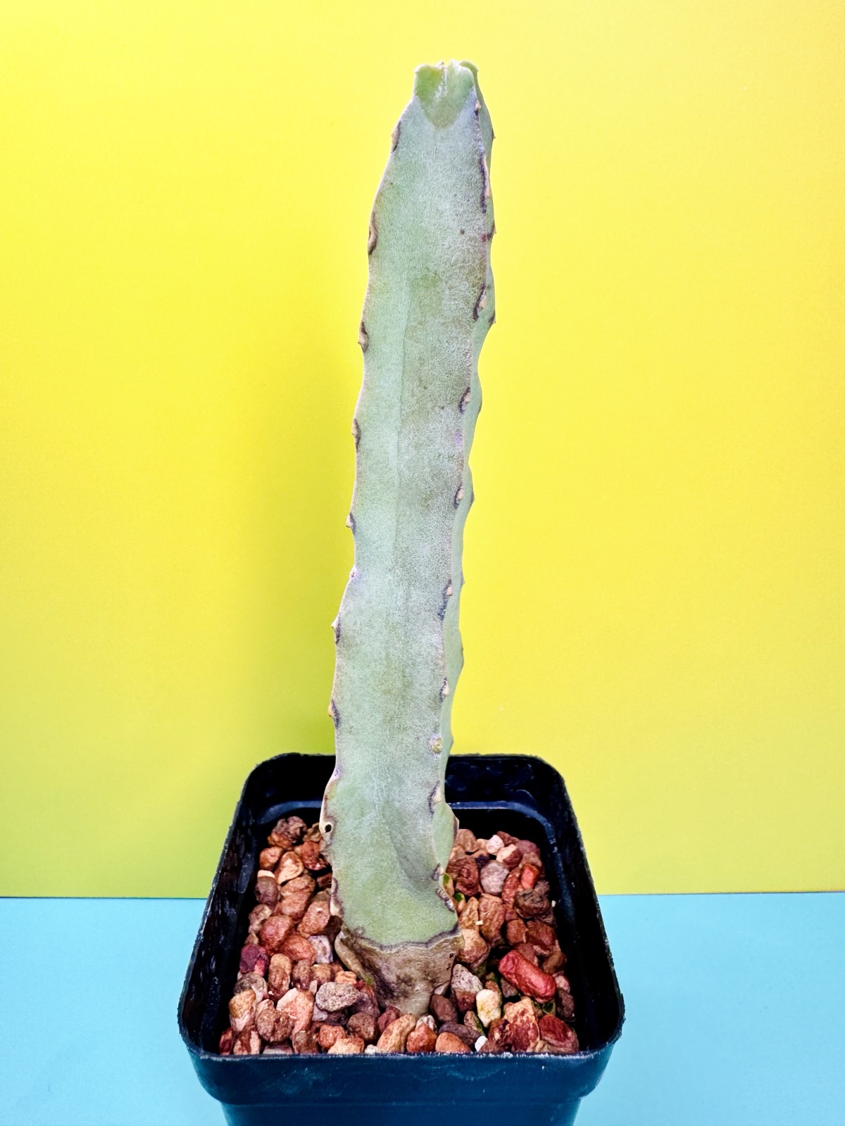 Caralluma penicillata