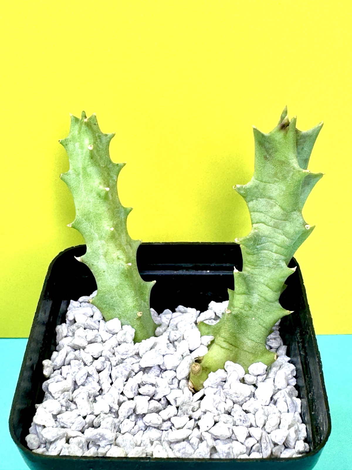 Orbea lutea
