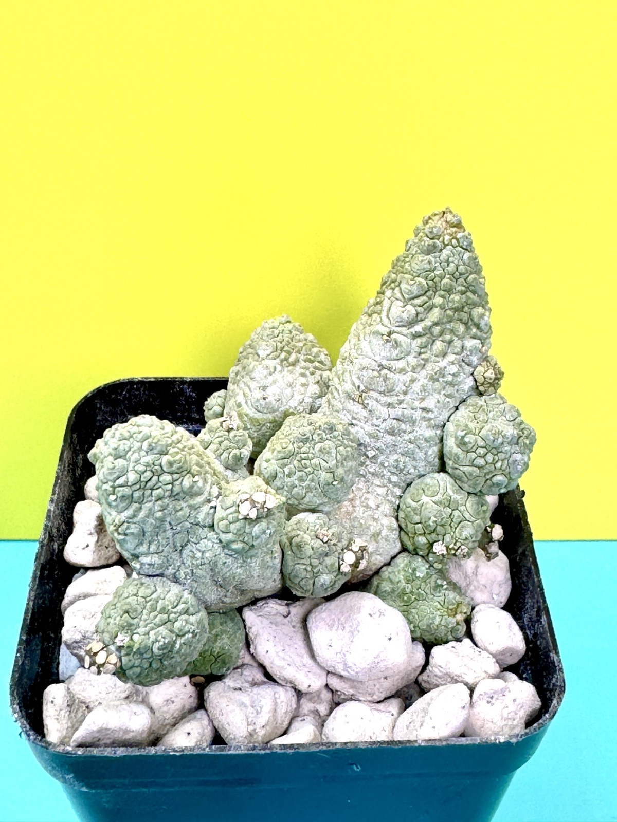 Pseudolithos dodsoniana hybrid