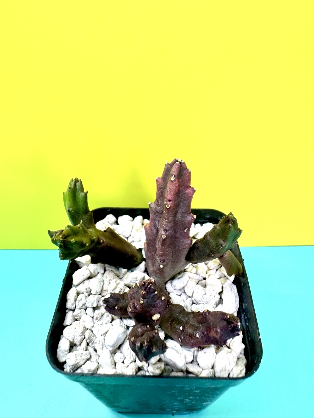 Stapelia schinzii