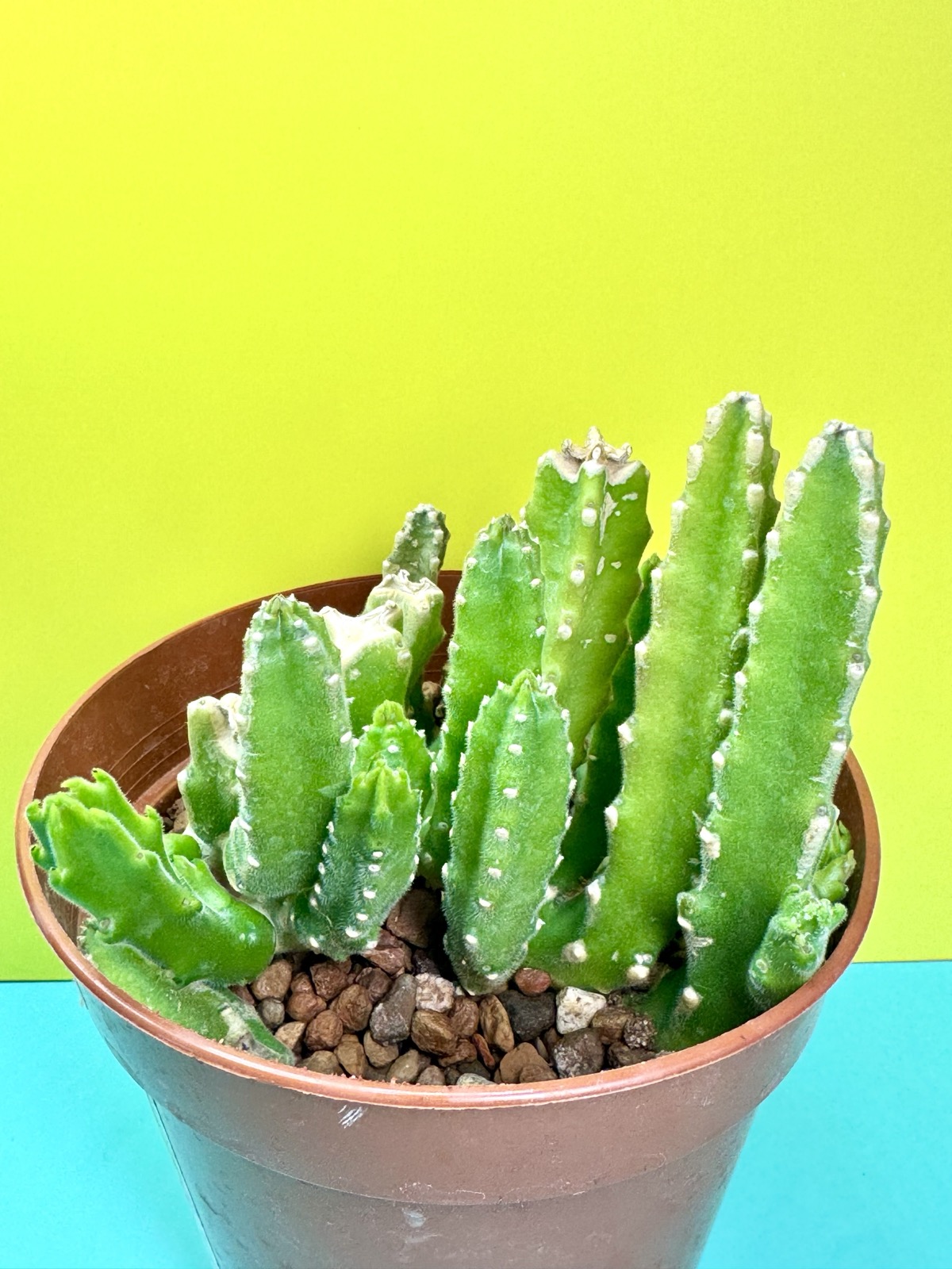 Stapelia unicornis