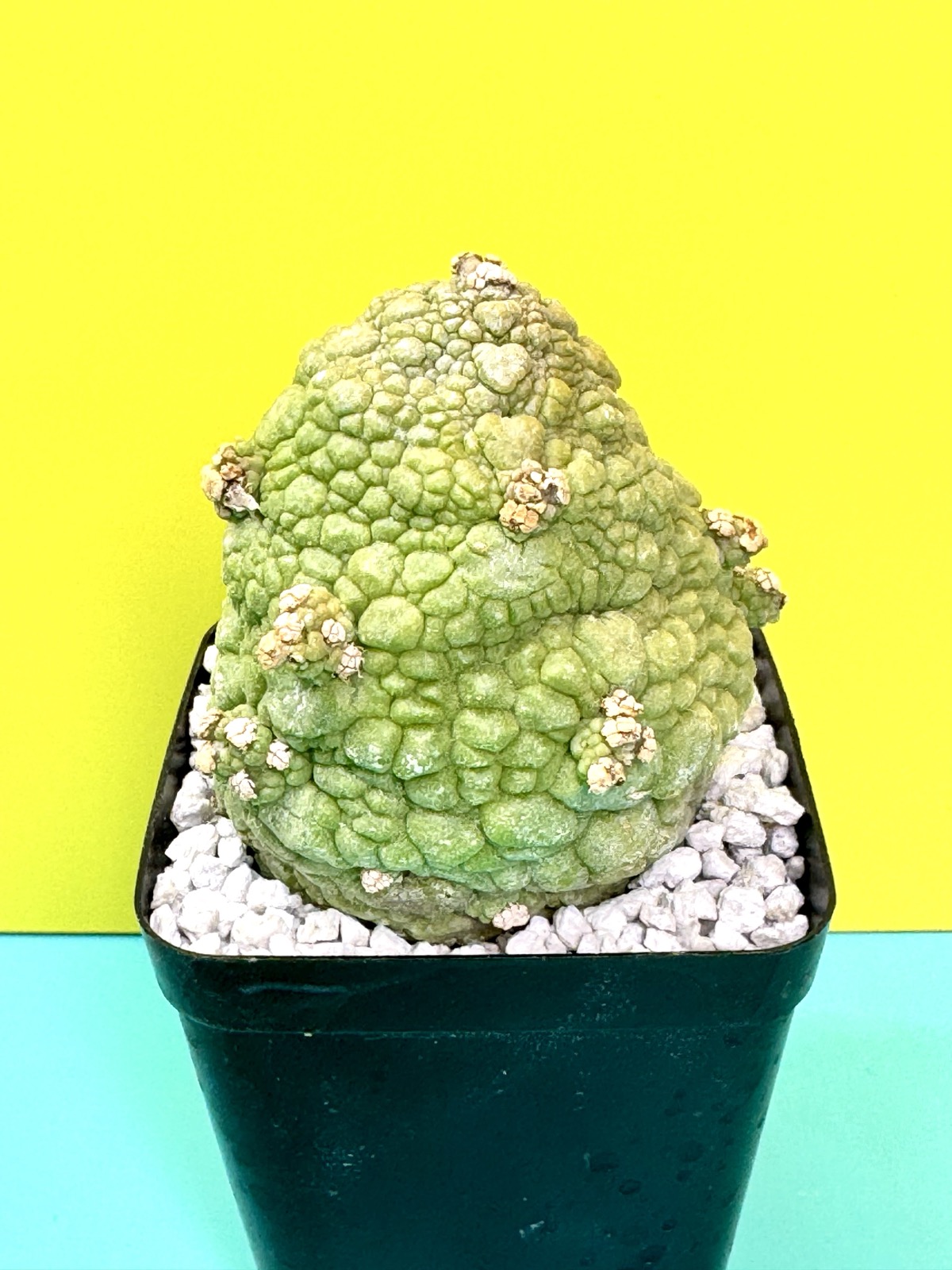 Pseudolithos migiurtinus x x Pseudolithos dodsonianus