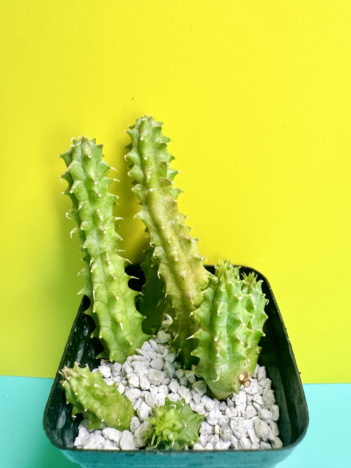 Huernia verekeri