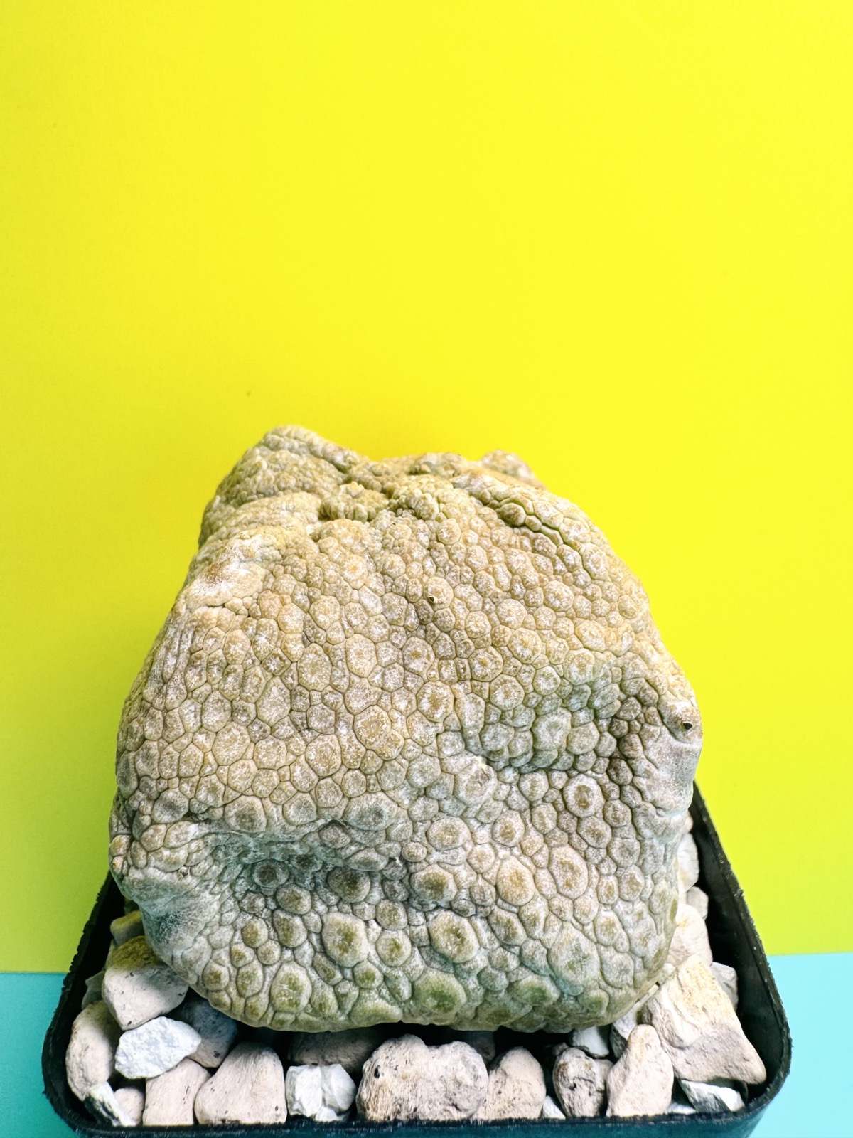 Pseudolithos cubiformis