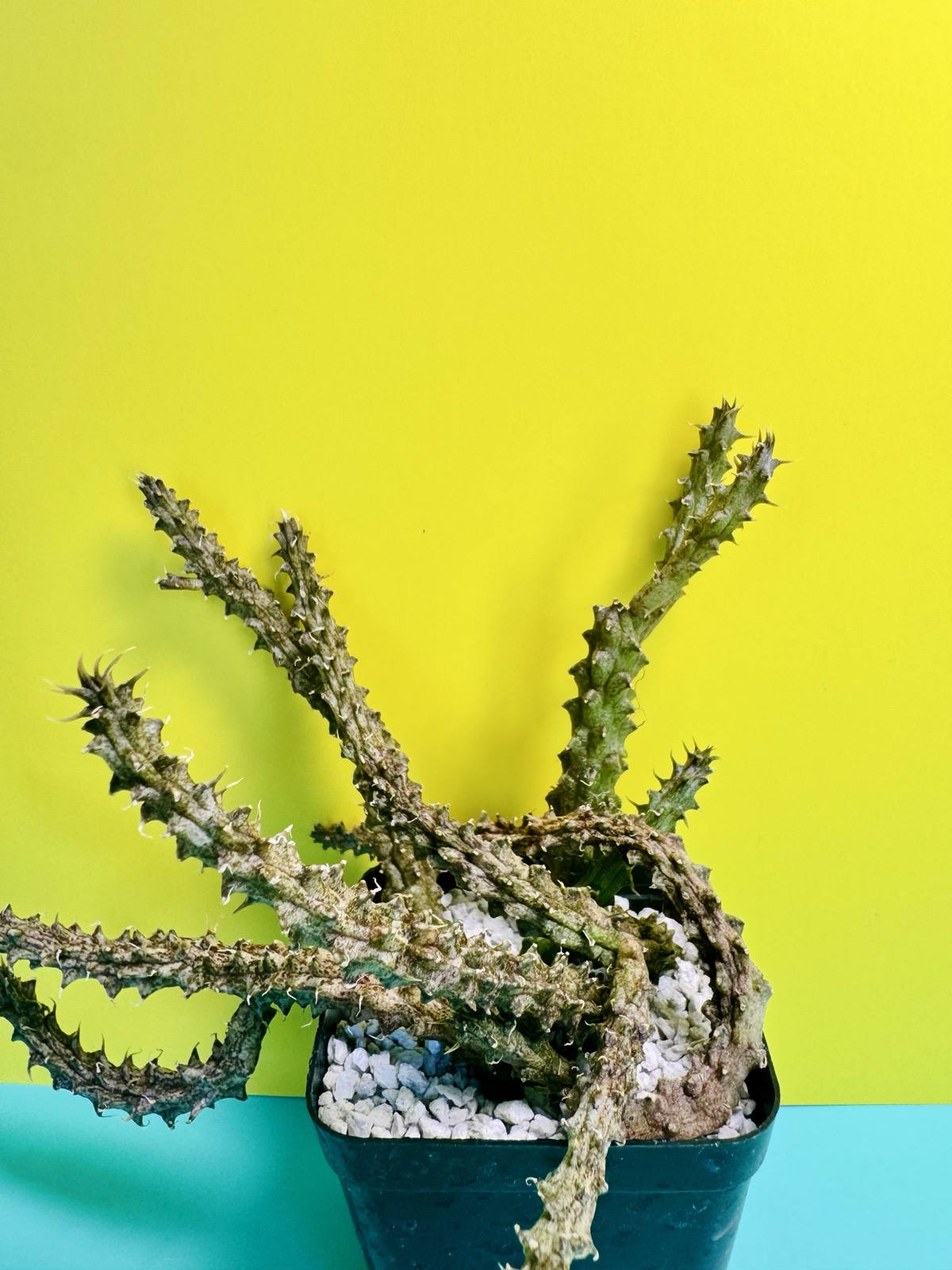 Stapelianthus decaryi