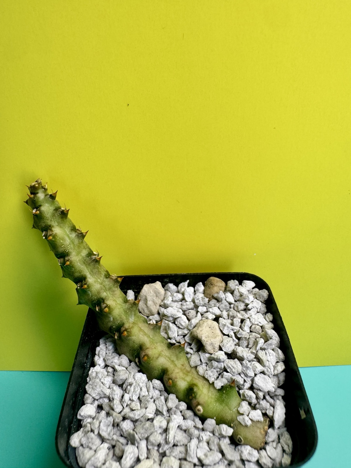 Edithcolea grandis no.4