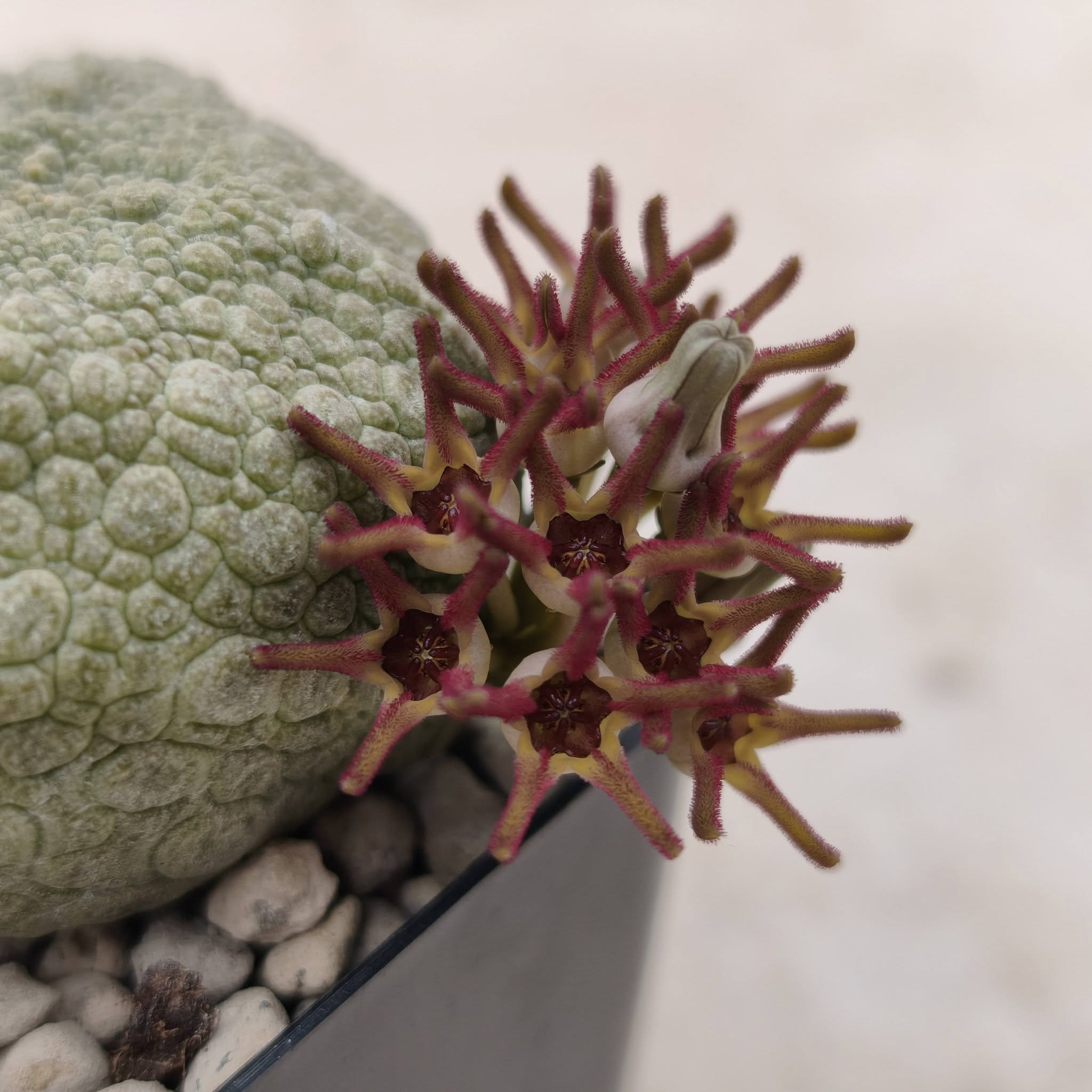 Pseudolithos miguirtinus x Pseudolithos cubiformis