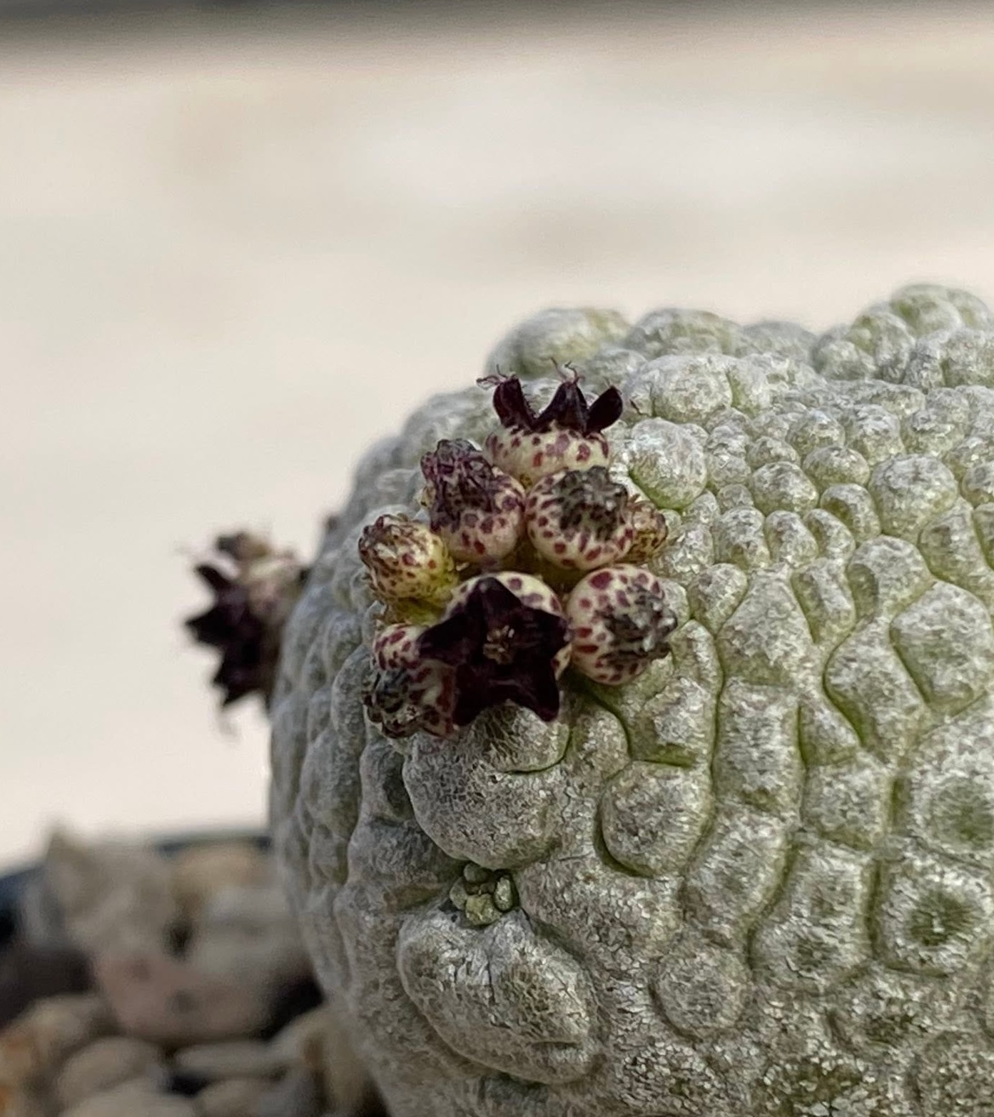 Pseudolithos harardheranus