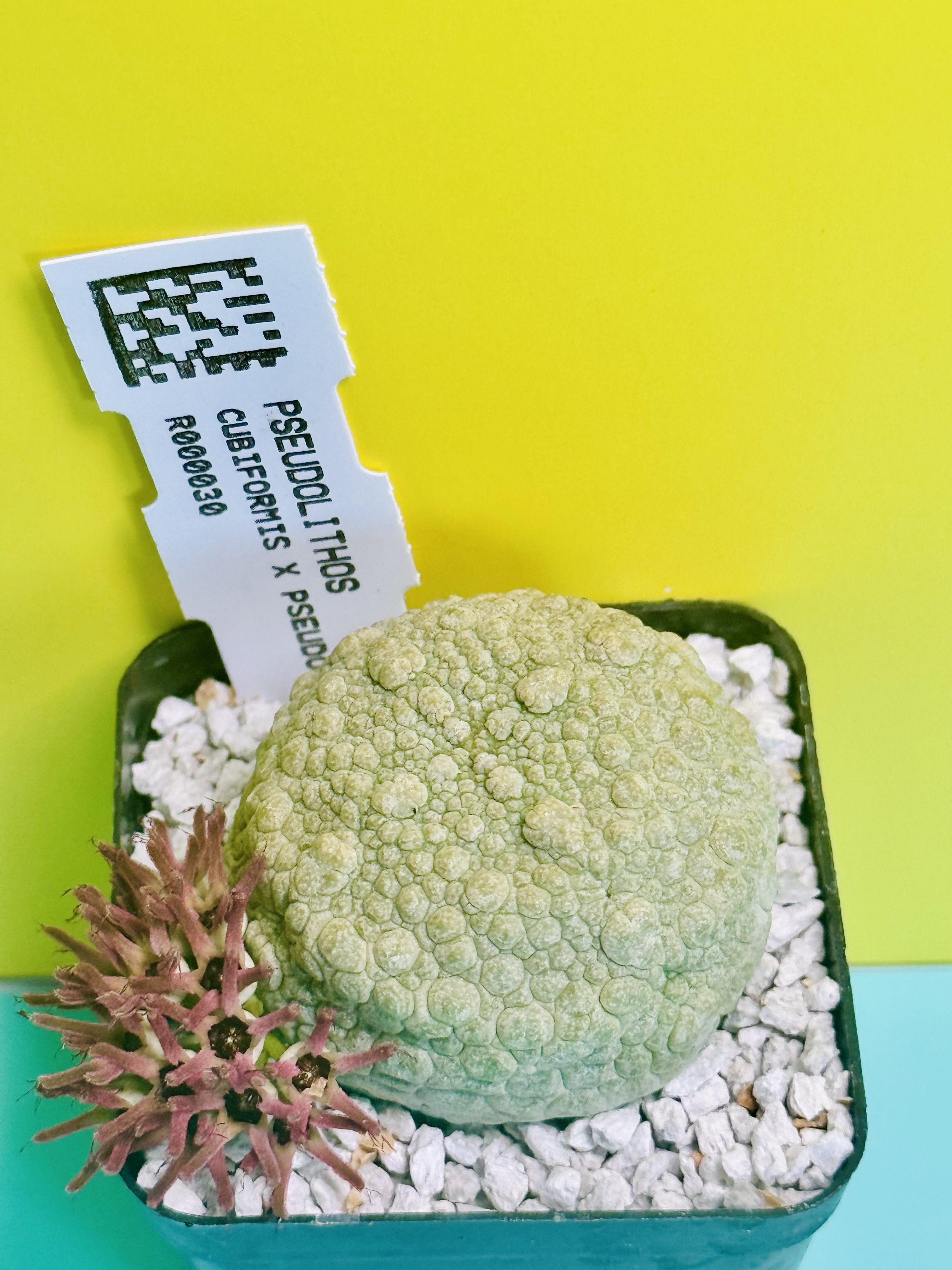 Pseudolithos cubiformis x P. migiurtinus
