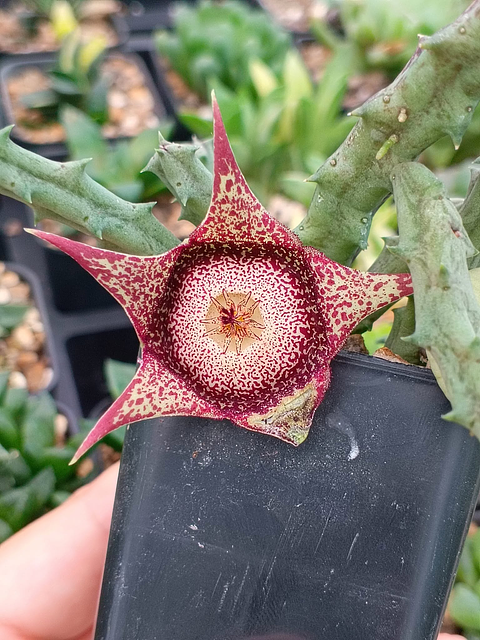 Orbeanthus 