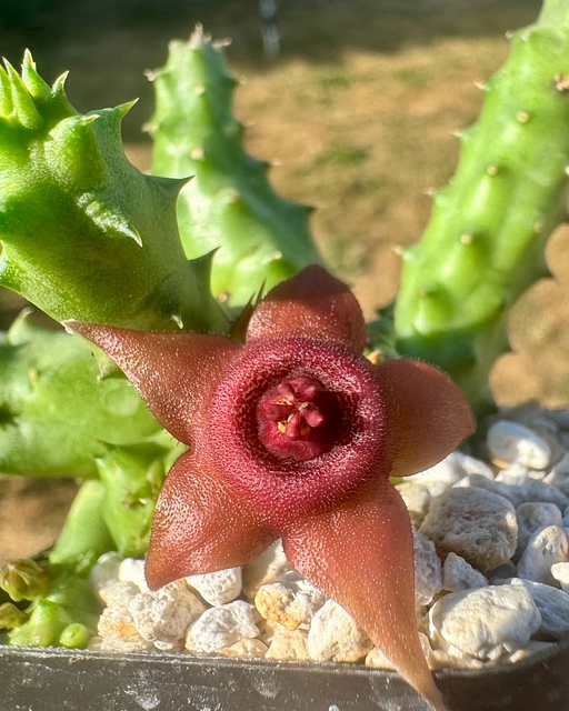 Duvalia pillansii x Huernia aspera
