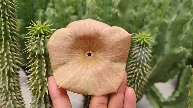 Hoodia gordonii seedling