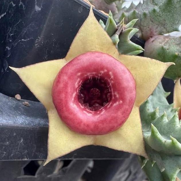 Huernia insigniflora