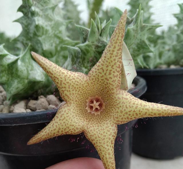 Duvalia sulcata x Whitesloanea crassa Pranburi hybrid Clone 18