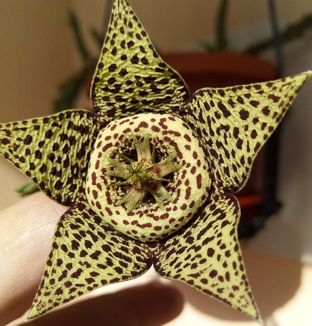 Orbea variegata Yellow Clone