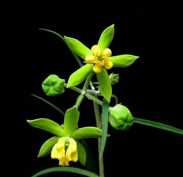 Stathmostelma gigantiflorum