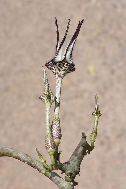 Ceropegia stapeliiformis