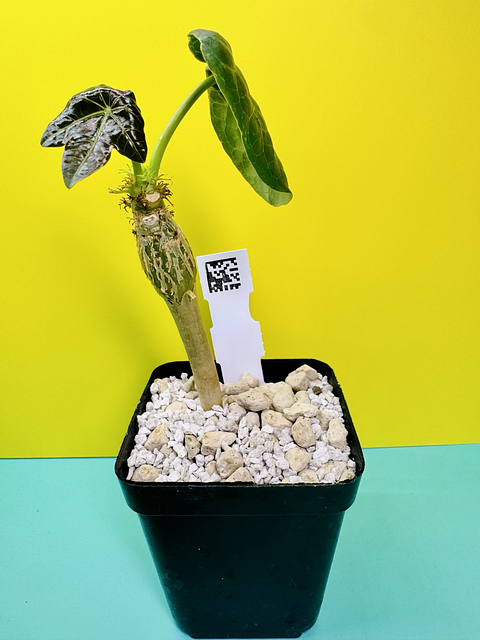 Jatropha podagrica