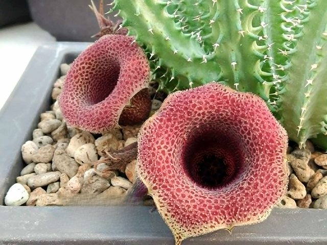Tavaresia Pranburi hybrid clone 4