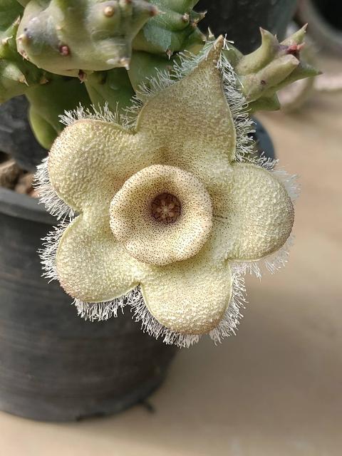 Orbea ciliata